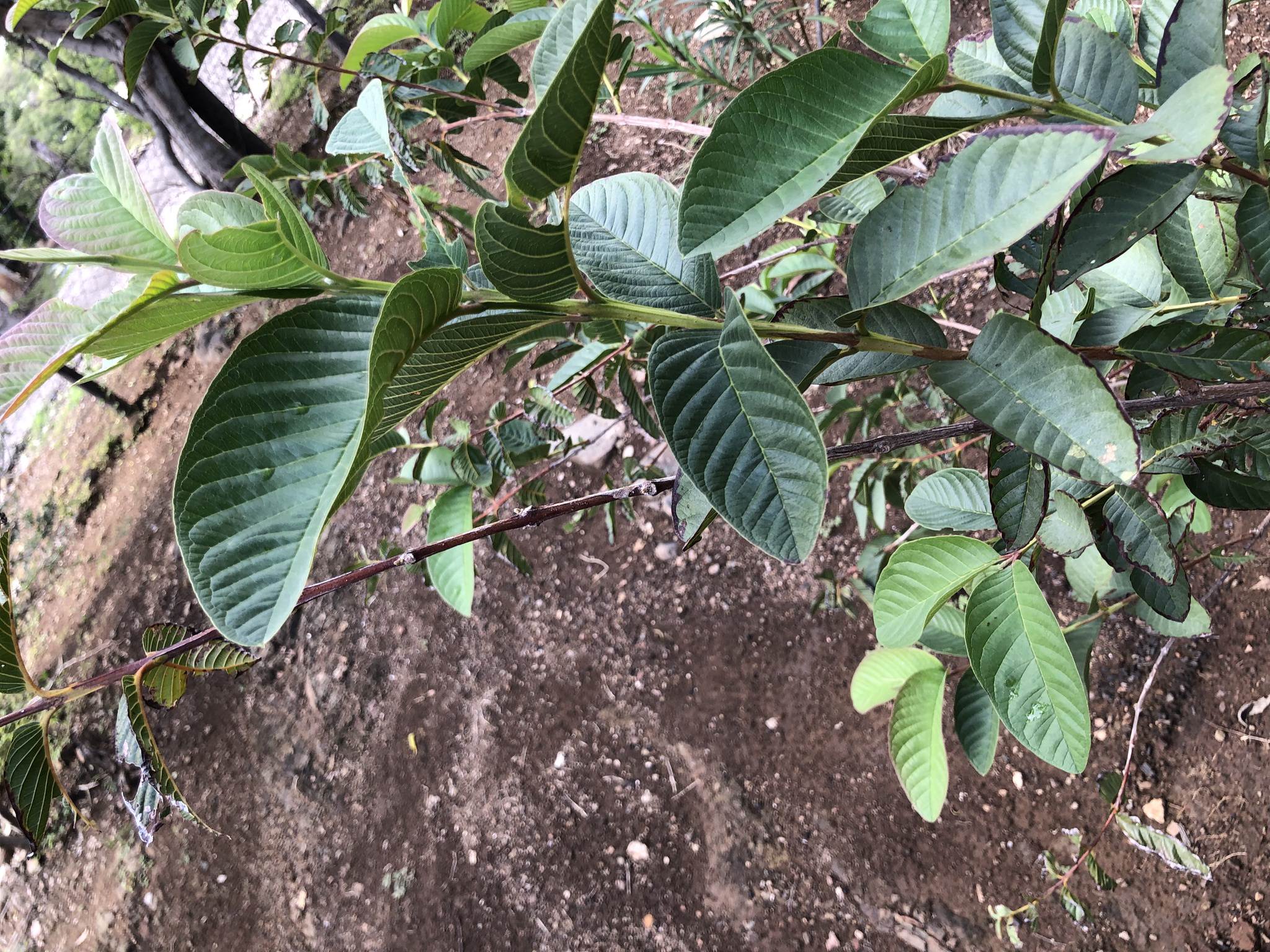 Psidium guajava